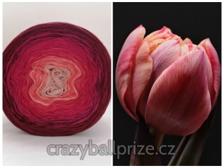crazyball  - tulipán I